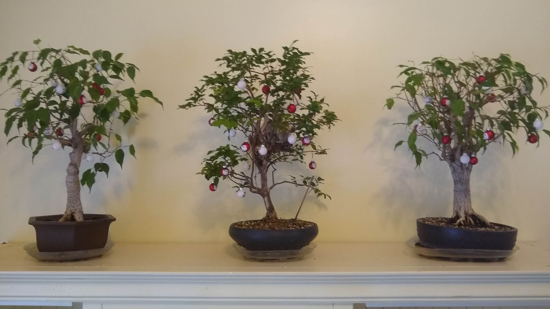 christmas bonsai